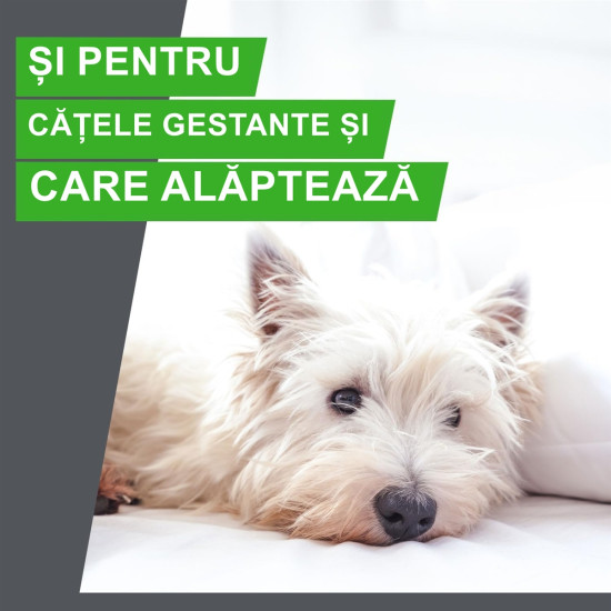 Frontline Combo Spot-On XL – Soluție Antiparazitară Externă pentru Câini de Talie Mare (40–60 kg) – 3 Pipete